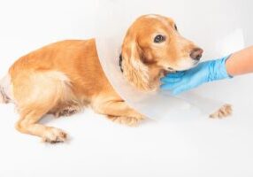 dog with cone on his head due to Inguinal Hernia