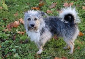 small dog limping outside