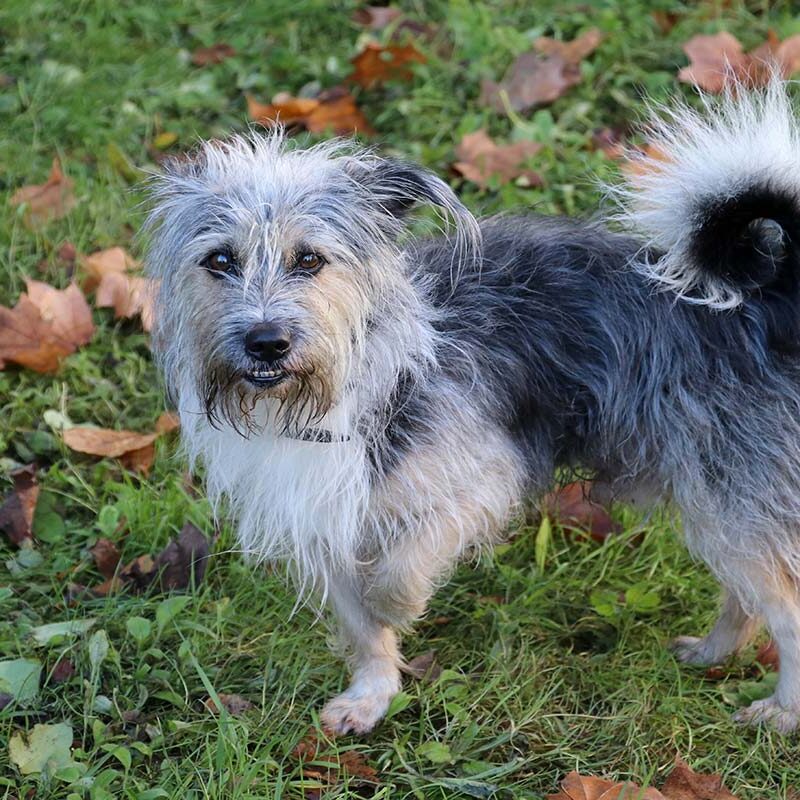 Limping dog around Knoxville, Tennessee small dog limping outside