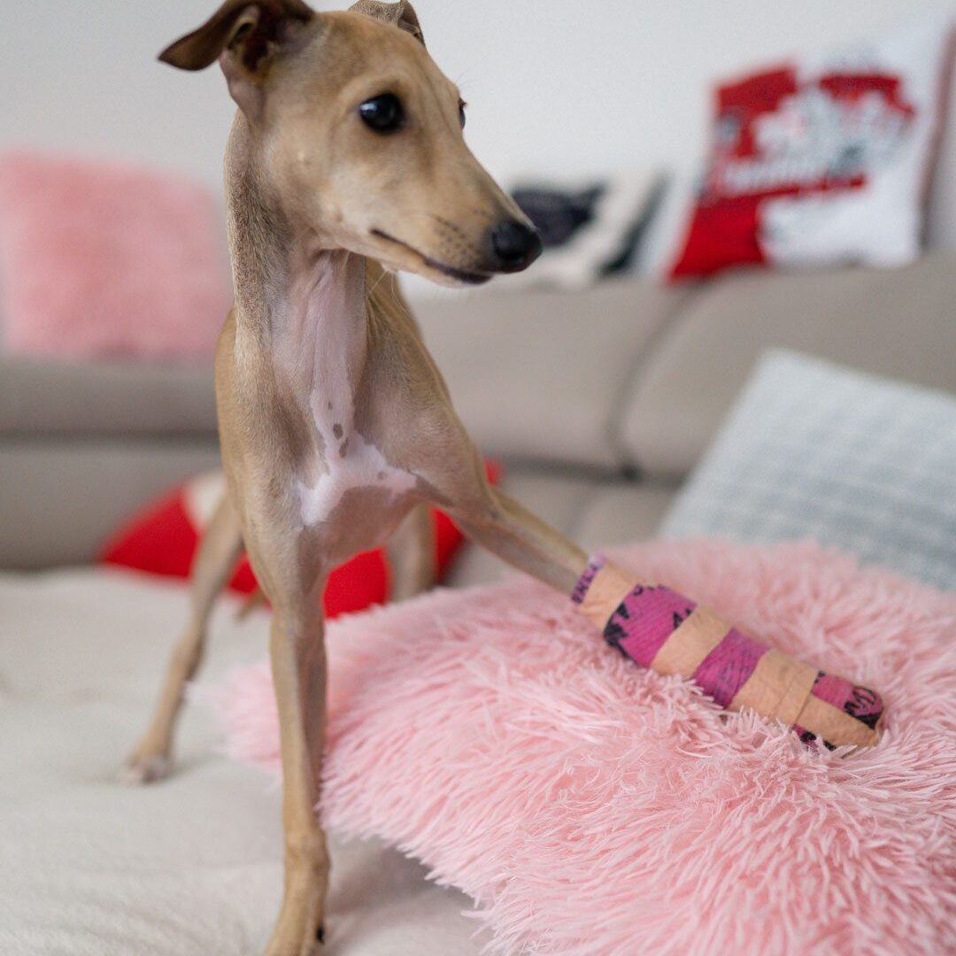 Skinny Dog With Cast Skinny Dog With Pink Cast On Pillow