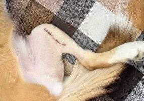 healing wound close up