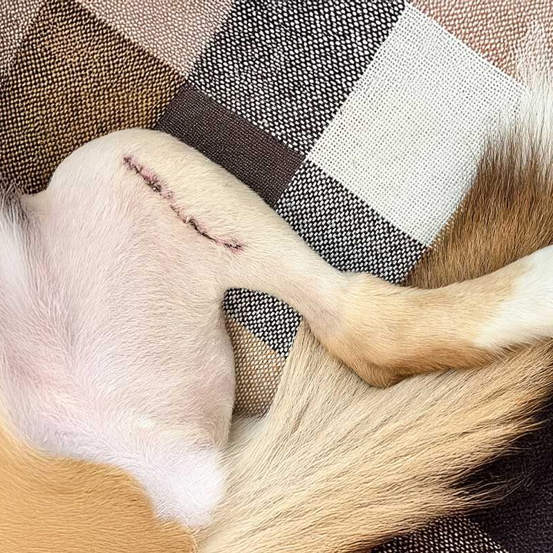TPLO Surgery in Dogs healing wound close up