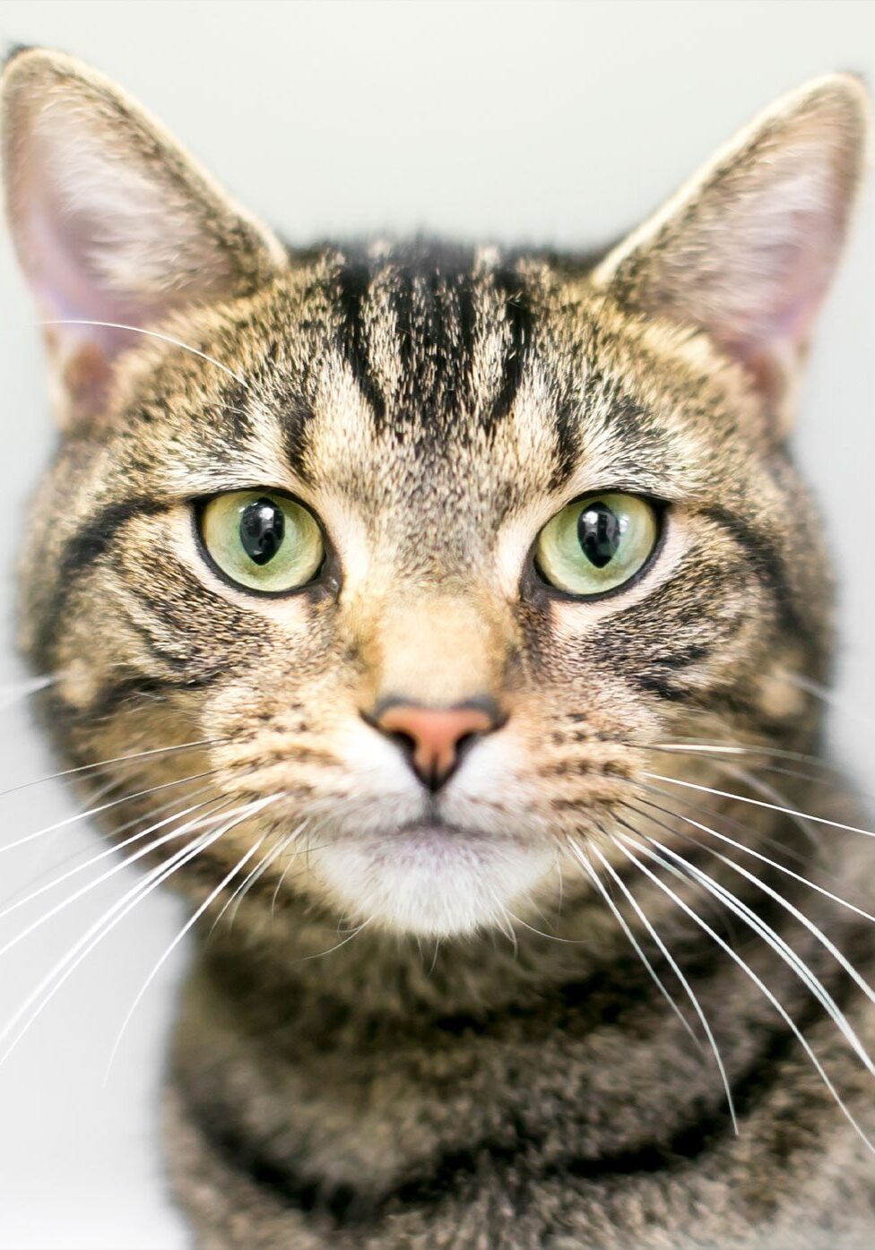 Tricolor Cat Tricolor Cat With Green Eyes