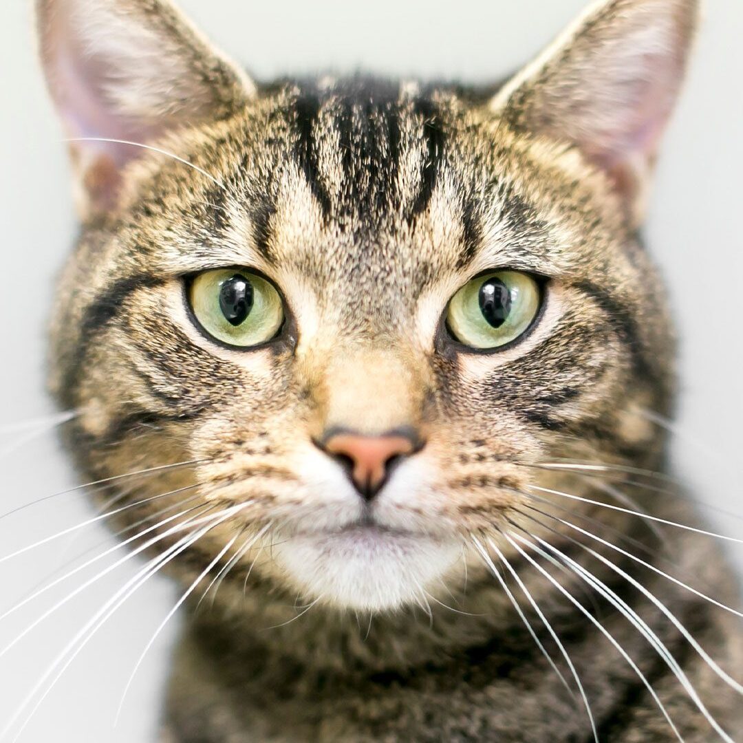 Tricolor Cat Tricolor Cat With Green Eyes