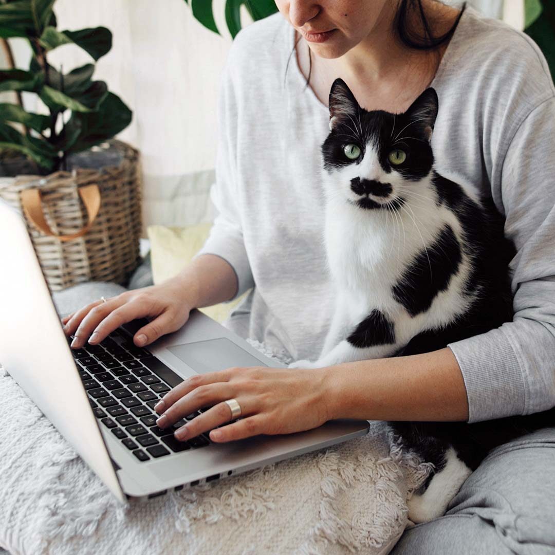 Tuxedo Cat tuxedo cat sitting on owner's lap while owner uses a laptop