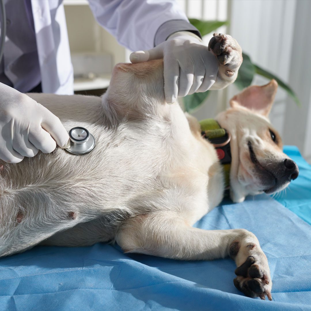 Vet Checking Chest Vet Checking Chest On White Dog